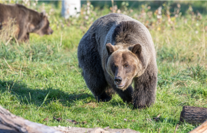 A Tourist Was Injured After A Bear Broke Into The Locked B&B And ...